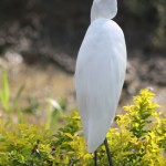 Egret, Borneo