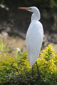 Egret, Borneo