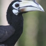 Hornbill, Borneo