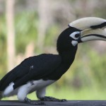 Hornbill, Borneo