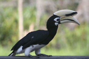 Hornbill, Borneo