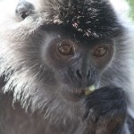 Silver Leaf Monkey, Borneo