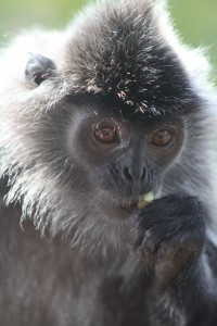 Silver Leaf Monkey, Borneo