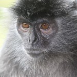 Silver Leaf Monkey, Borneo