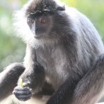 Silver Leaf Monkey, Borneo