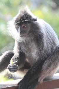 Silver Leaf Monkey, Borneo