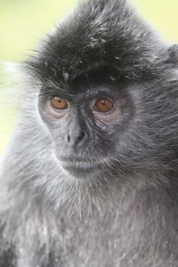 Silver Leaf Monkey, Borneo