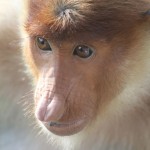 Proboscis Monkey, Borneo