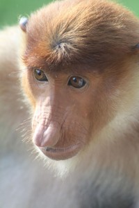 Proboscis Monkey, Borneo