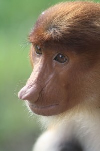 Proboscis Monkey, Borneo
