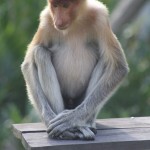 Proboscis Monkey, Borneo