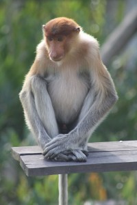 Proboscis Monkey, Borneo