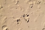 Footprints